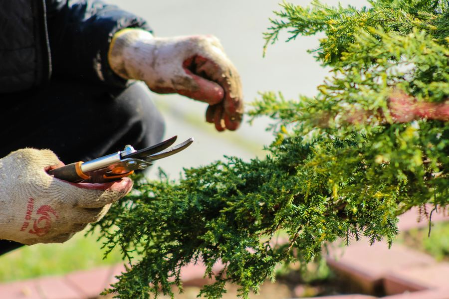 A gardener pruning a shrub